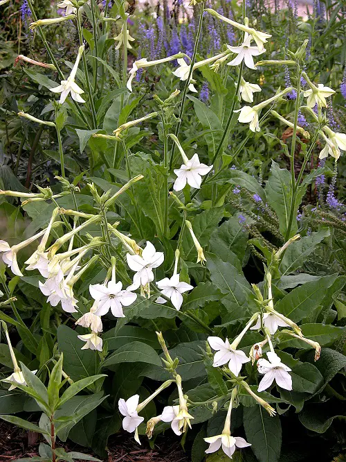 Gorgeous Blossoms with White Bells 5