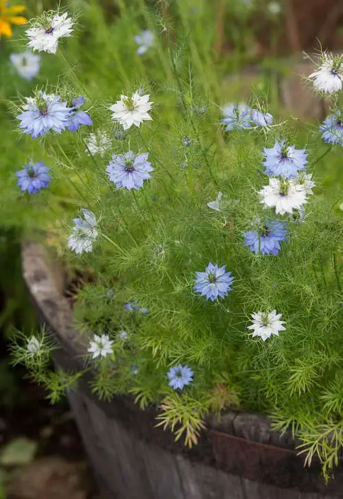 Blue Flower Names & Images in pot