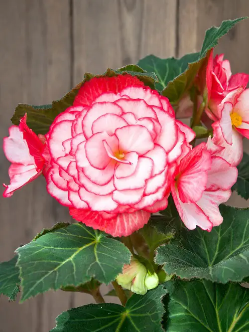 Gorgeous Sorts of Begonias3