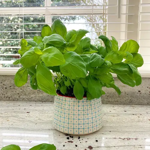 Amazing Plants for Repelling Mosquitoes
