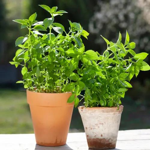 Thai Herbs and Spices in pot
