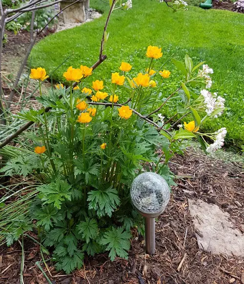 The top 25 perennials with orange blossoms
