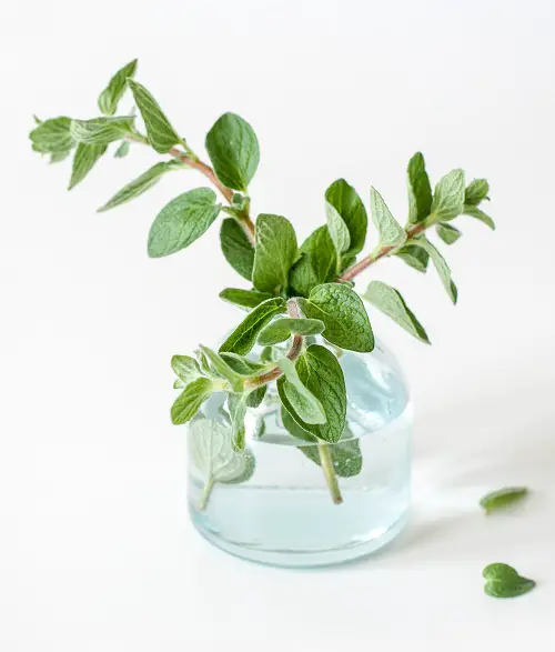 Top Herbs that Grow from One Cutting and a Glass of Water