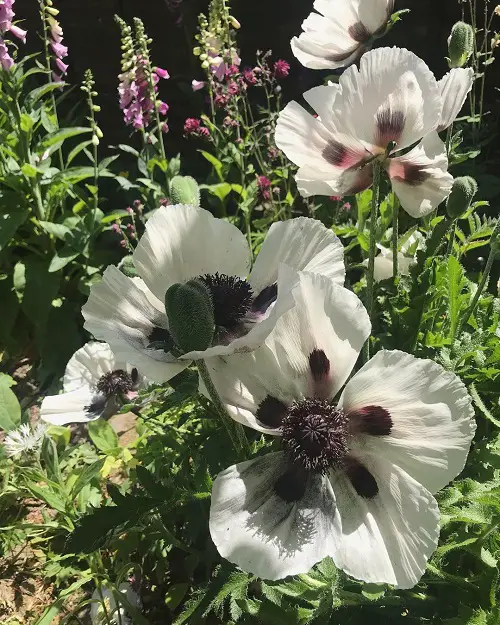 Oriental Poppy Flowers with Black Center 6