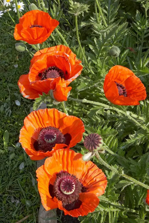 Flowers that Start with O 3