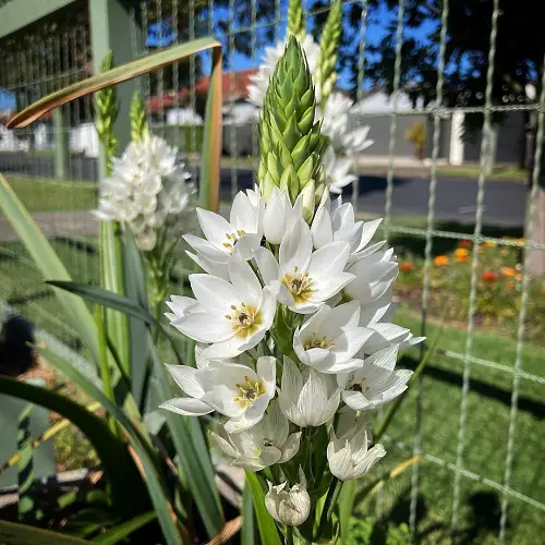 Wonder Flower with Black Center