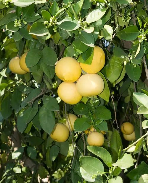 yellow Oroblanco