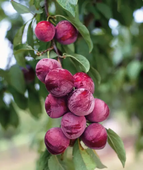 beautiful Types of Cherries to Grow in Pots