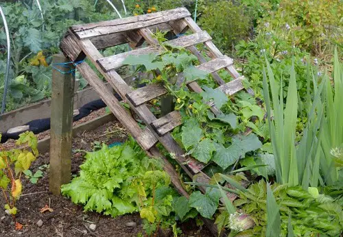 Pallet Wood Trellis for plants