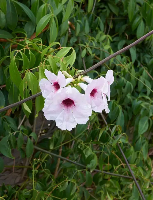 Hawaiian White Flowers.20