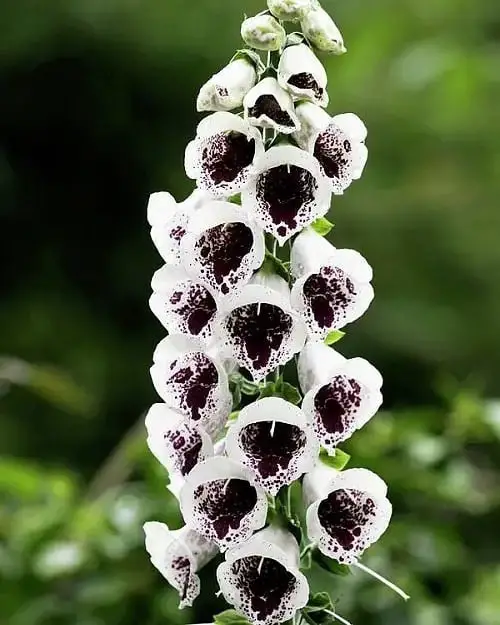 Pantaloons’ Foxglove Flowers with Black Center