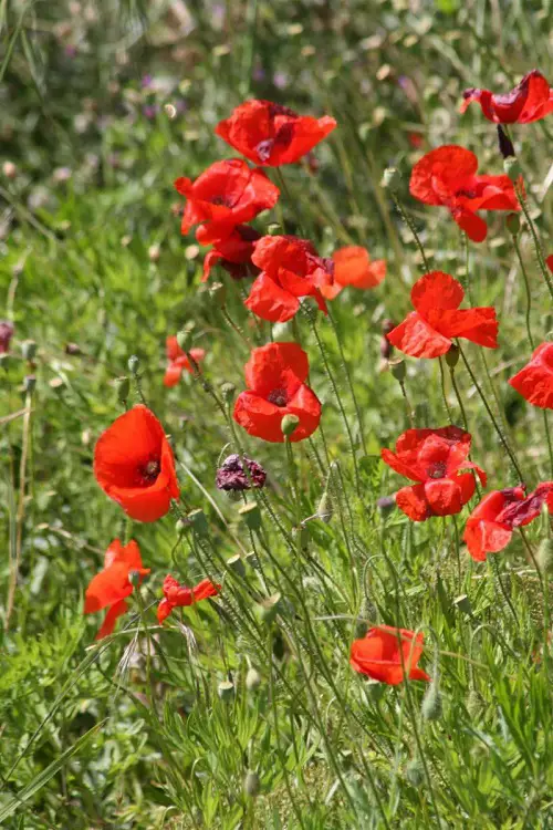 Flowers from Seeds That Grow Quickly