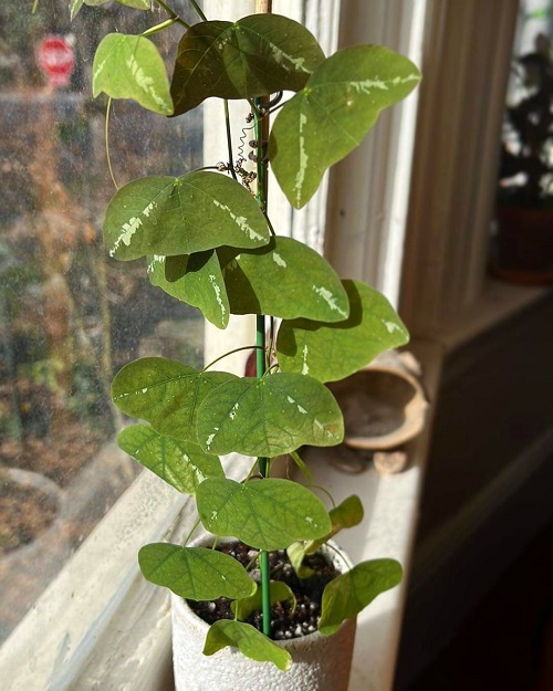 Requirements for Growing Passiflora Colinvauxii
