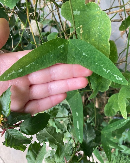 Passiflora Colinvauxii Plant Care