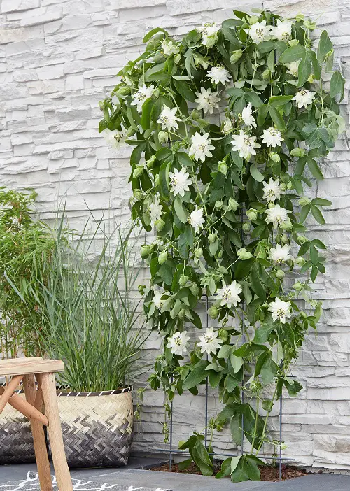 Quick-Growing Vines to Cover a Wall or Fence