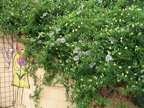 Vines and Creepers with Rapid Growth5