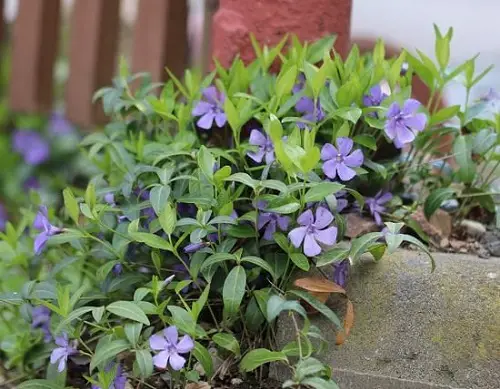 Blue Flower Names near Frame