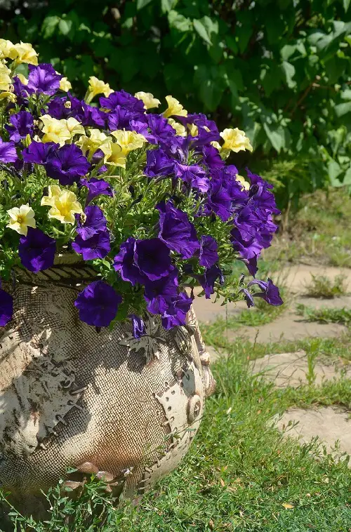 Blue Flower Names and image