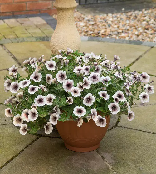 Petunia Flowers with Black Center