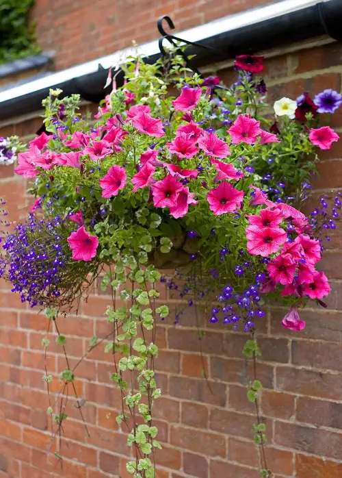 Rapidly Growing Flowers from Seeds9