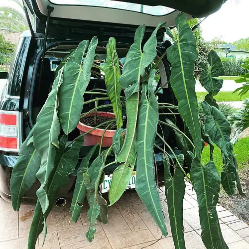 Grow Philodendron Spiritus Sancti1