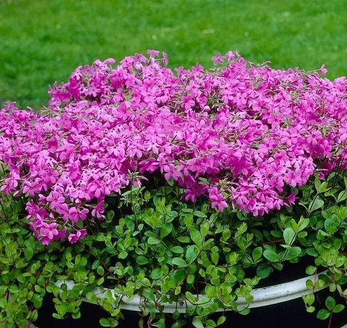 creeping flaux Spring Flower
