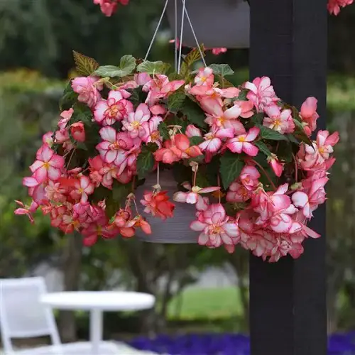 Gorgeous Sorts of Begonias