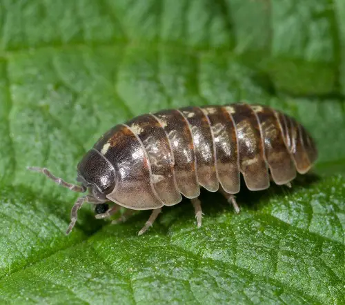Different types of Typical Pests