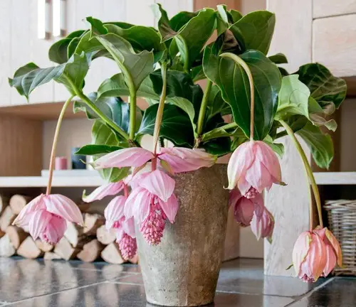 Medinilla magnifica 'Dolce Vita' plant variety