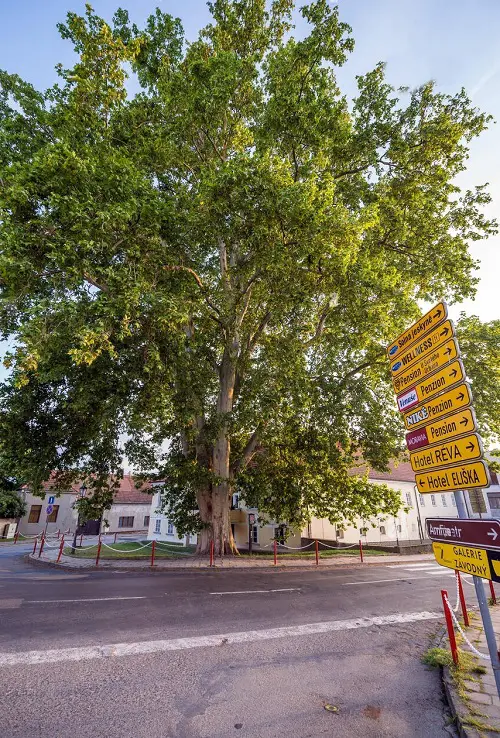 Trees to Reduce Pollution 