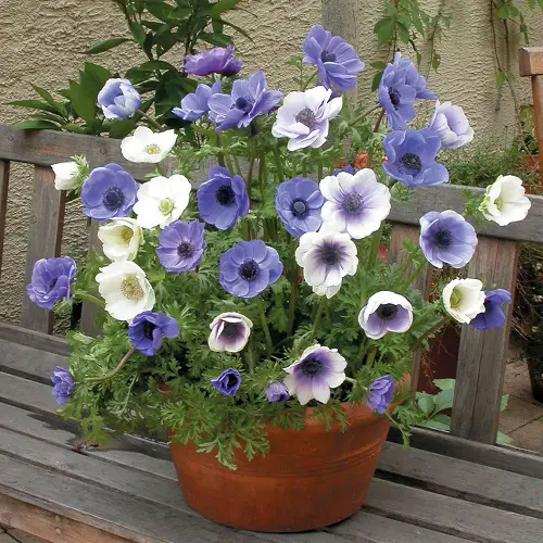 amazing Baby Blue Flowers 45