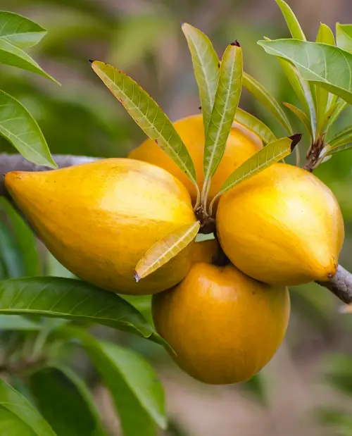 yellow Lucuma