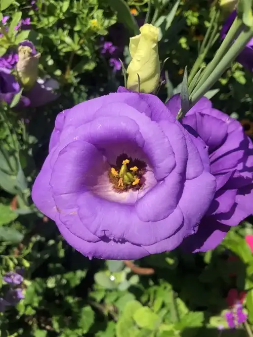 Plants with purple and yellow rose flowers
