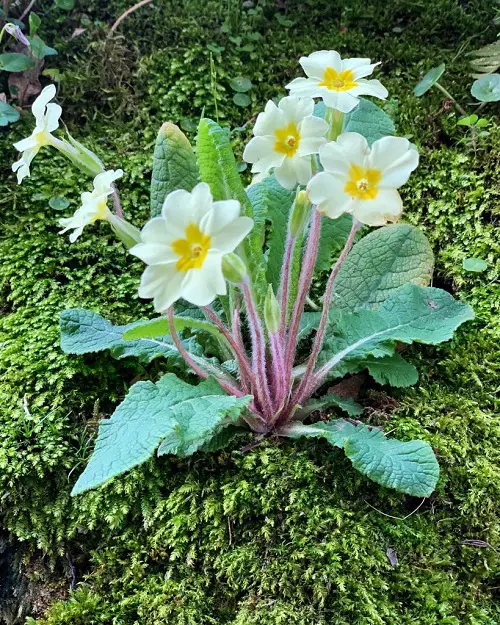 Top Best Spring Flowers