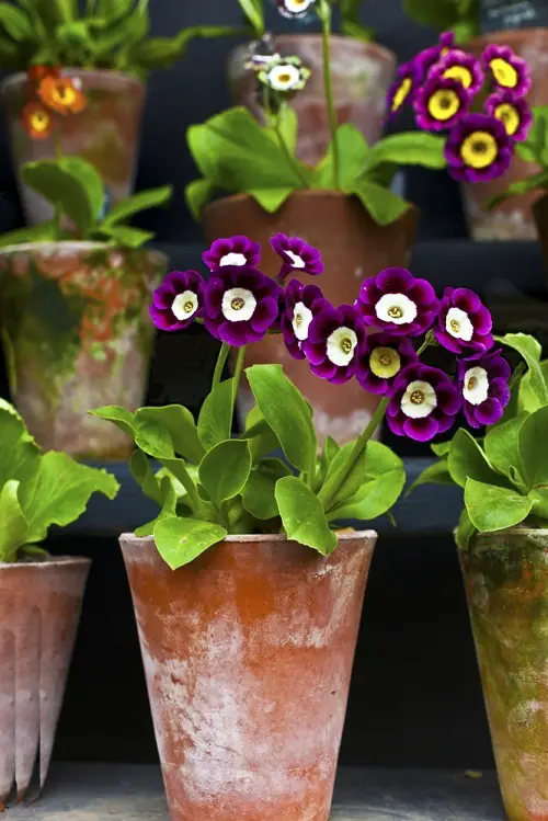 Purple and Yellow Flowers in teracotta pot 