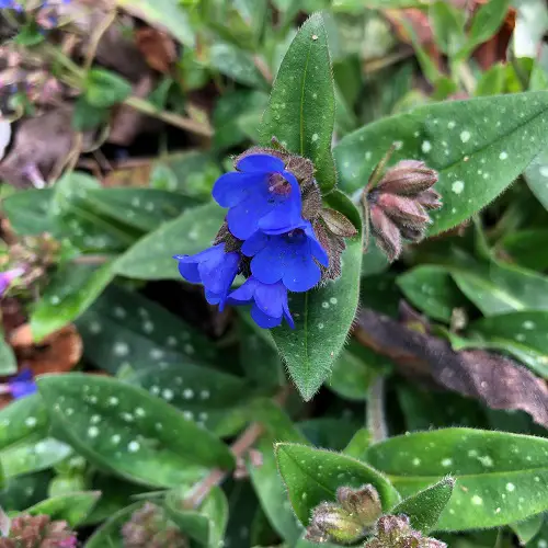 Best Spring Flowers in garden