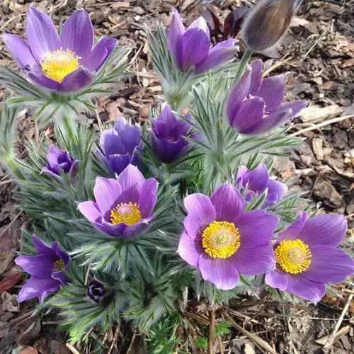 pasque Spring Flowers
