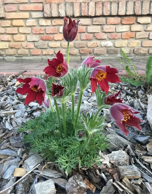 Flowers Similar to Tulips 8