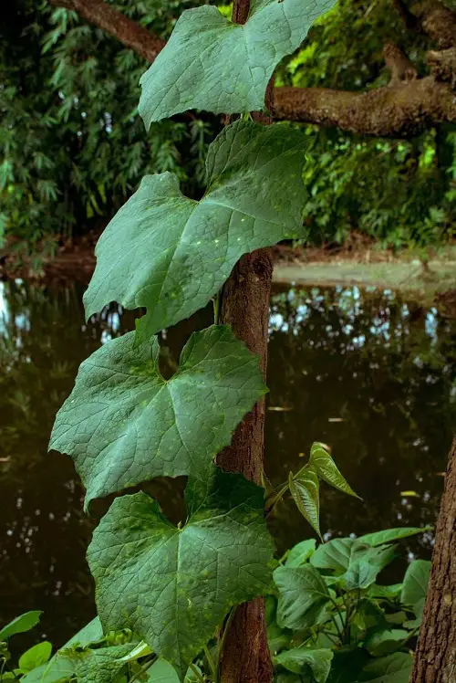 Pumpkin Leaves Identification
