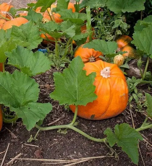What is a Pumpkin Plant