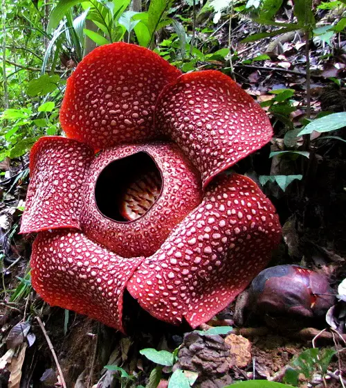 Embarrassing Flowers You'd Love to Plant in Your Yard
