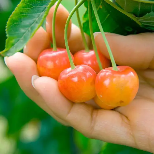 beautiful Optimal Cherry Variety for Pot Growing 