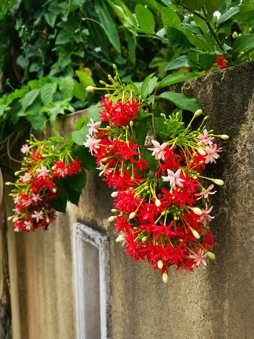 Vines and Creepers with Rapid Growth