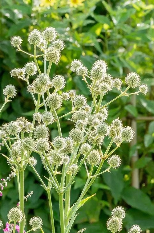 Embarrassing Flowers You'd Love to Plant in Your Yard1