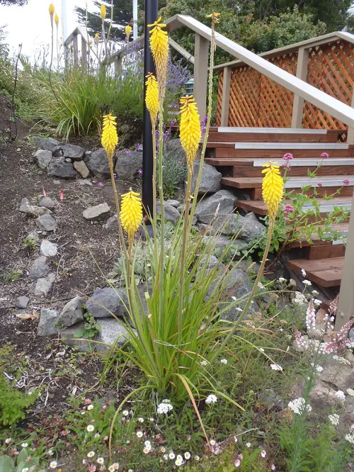 red hot poker yellow Plants to attract hummingbird