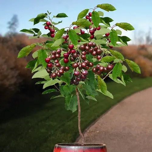 Types of Cherries to Grow in Pots