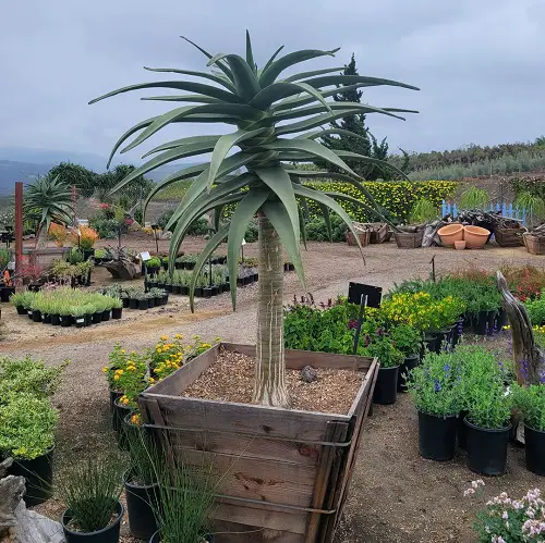Requirements for Growing Aloe Hercules