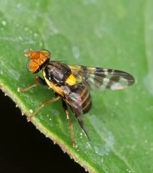 Common Pests in Your Garden 5