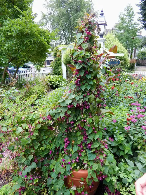 Purple Bell Vine Flowering Vines