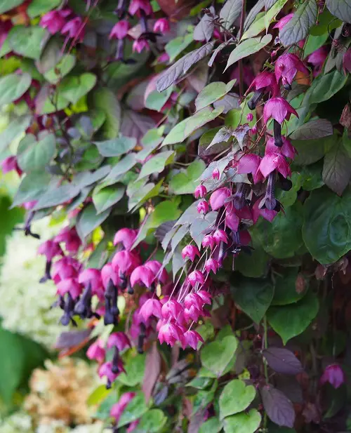 Beautiful Fast-growing Flowering Vines 2
